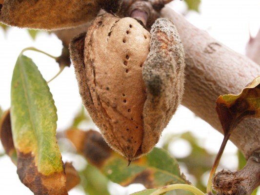 La Unió critica que los comercializadores le estén dando prioridad a la almendra californiana