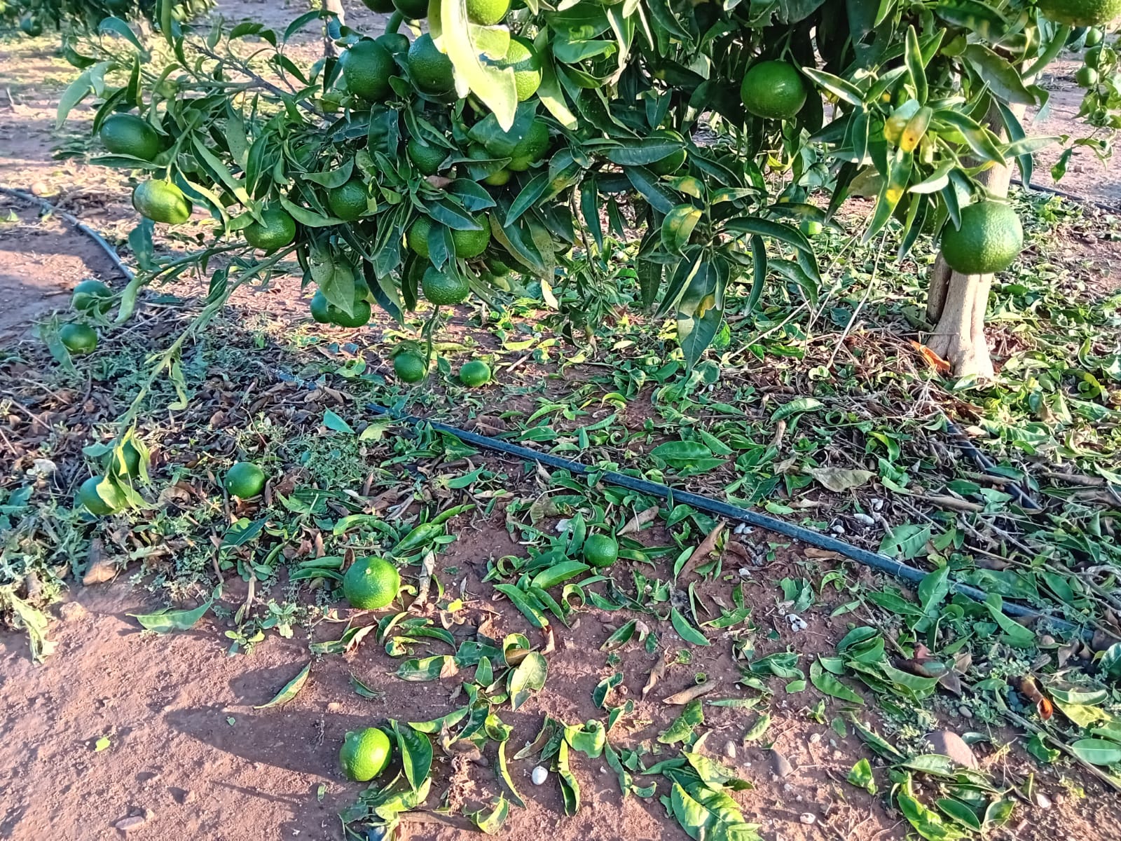La tormenta causa daños agrarios en La Safor, la Vall d’Albaida y Los Serranos