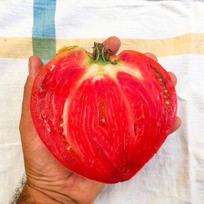 Tomates