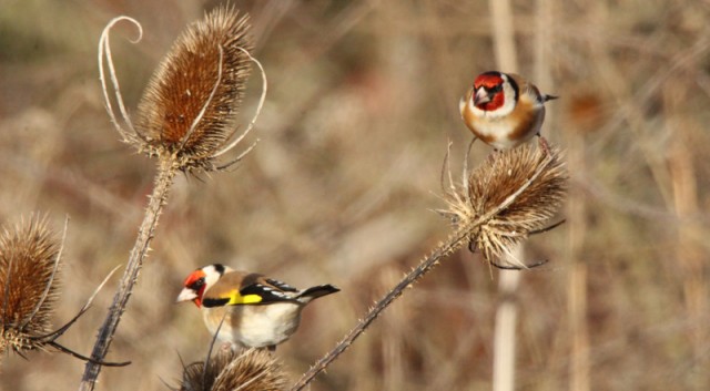 Ecologistas piden parar un estudio que supone la extracción de aves silvestres que Europa prohíbe
