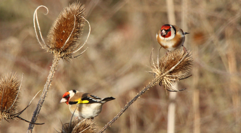 Ecologistas piden parar un estudio que supone la extracción de aves silvestres que Europa prohíbe
