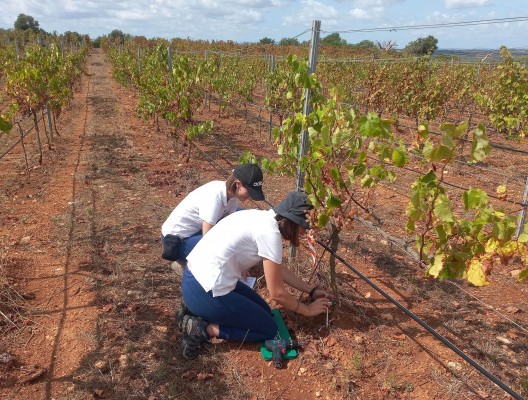 Una investigación del CSIC y la UV utiliza virus de bacterias contra la 'xylella fastidiosa' en Baleares