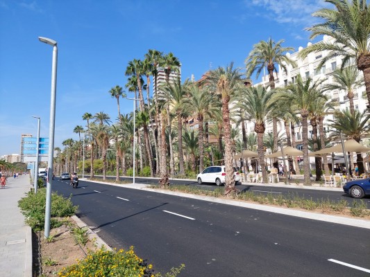 La reforma del Paseo de los Mártires amplía palmeras en el frente litoral del centro de Alicante