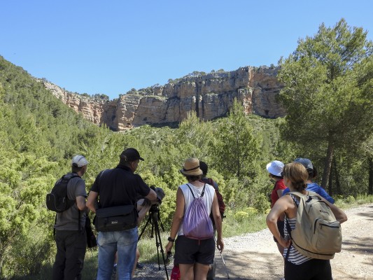Tuéjar celebra el primer Festival de los Buitres de la Comunitat Valenciana