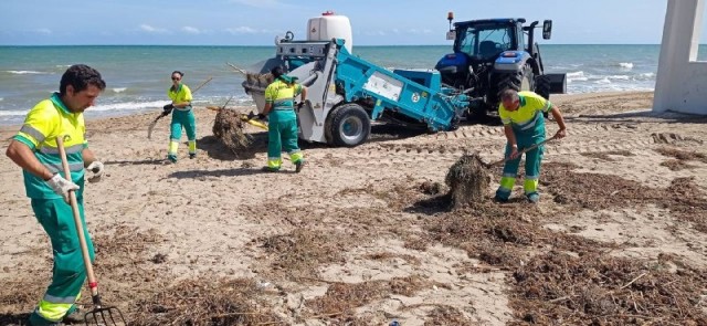 Trabajo intenso de limpieza y mantenimiento de las playas de Elche tras el temporal
