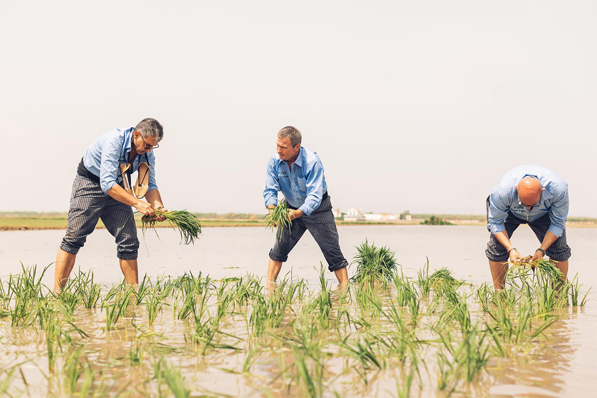 Vuelve el Aplec: 30 grandes cocineros de España redescubren la riqueza arrocera y cultura de Valencia y La Albufera