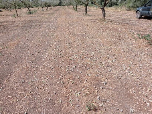 Arrenca la campanya de l'ametlla amb preus baixos i crítiques a les IGP del torró