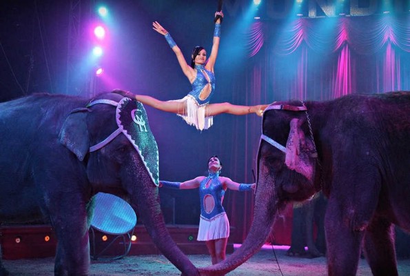 La Generalitat valenciana prohibirá la instalación de circos con animales salvajes
