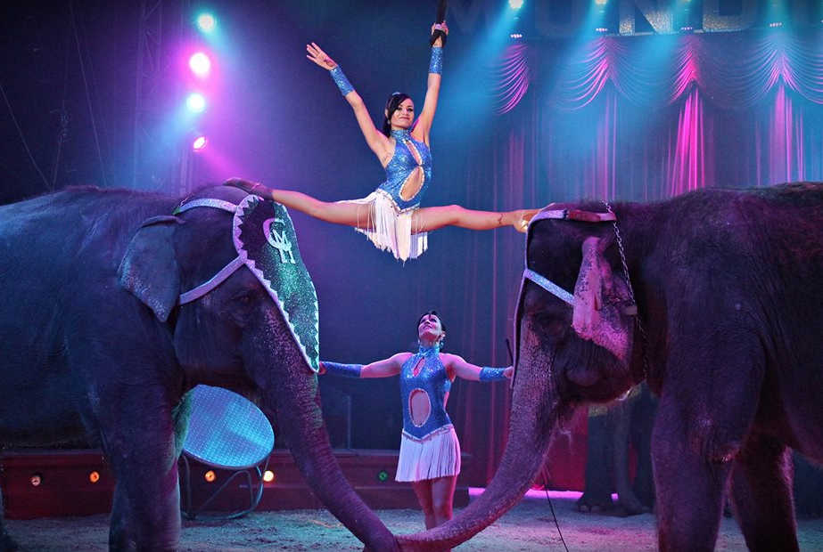 La Generalitat valenciana prohibirá la instalación de circos con animales salvajes