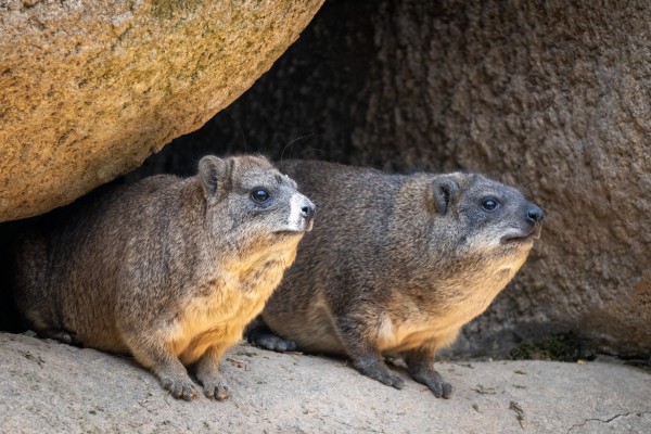 Nace una camada en Bioparc del damán roquero, la especie que origina el nombre de España
