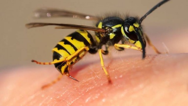 Una prueba específica valora la respuesta a la inmunoterapia de los alérgicos a avispas y abejas
