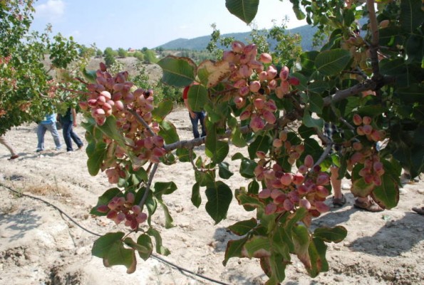 El cultivo del pistacho crece en la Región con 1.439 hectáreas cultivadas el último año 
