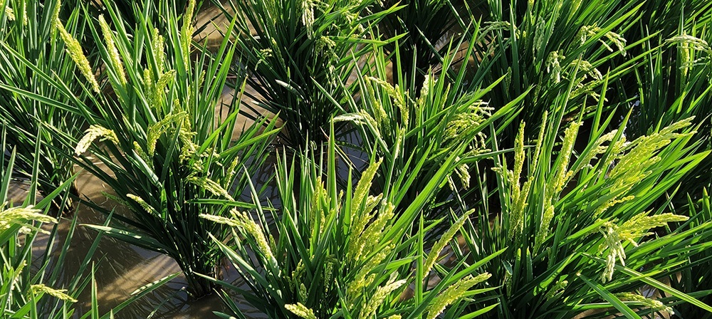 AVA-Asaja pide al Gobierno que se oponga a aumentar el triciclazol en los arroces importados