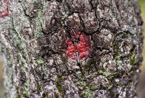 Un retrato de la naturaleza atravesado por dos generaciones de la familia Momparler