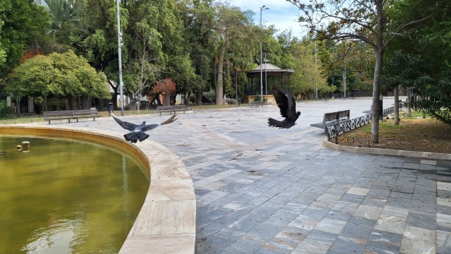 Orihuela controla la población de palomas para reducir el deterioro de la vía pública