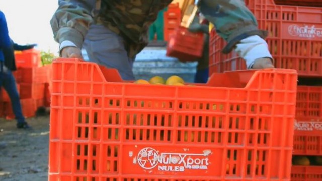 El cierre de Cítrics de Nules dejará a sus 1.043 trabajadores en la calle en menos de un mes