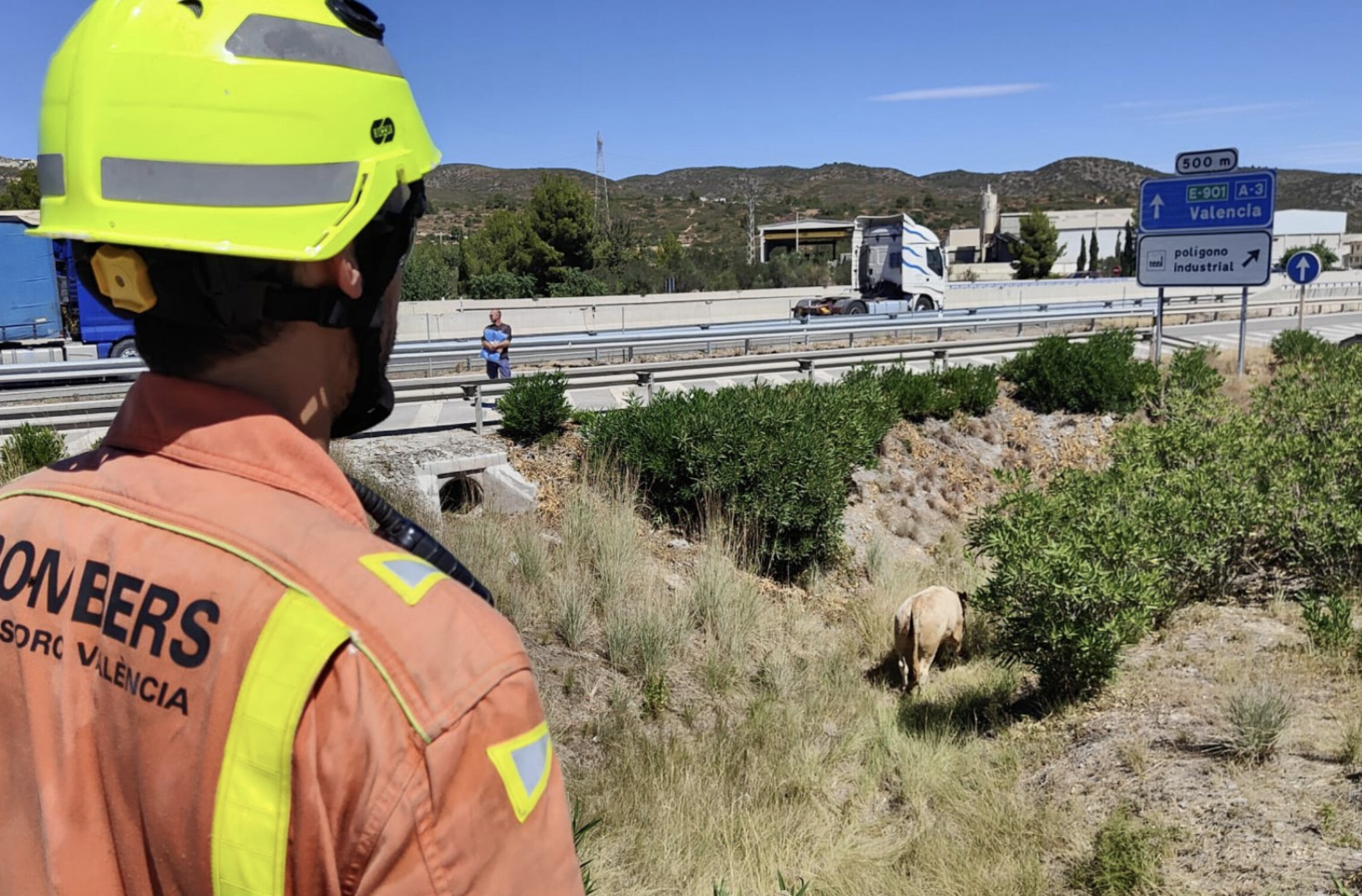 Abatidas las dos últimas reses que escaparon tras volcar en la A-3 el camión que las transportaba