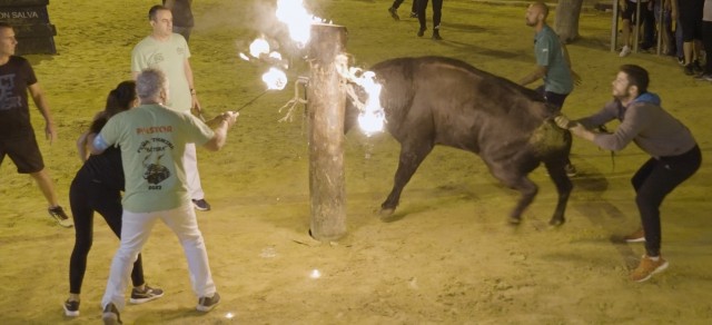 El Verger suprime el 'bou embolat' de los festejos en 