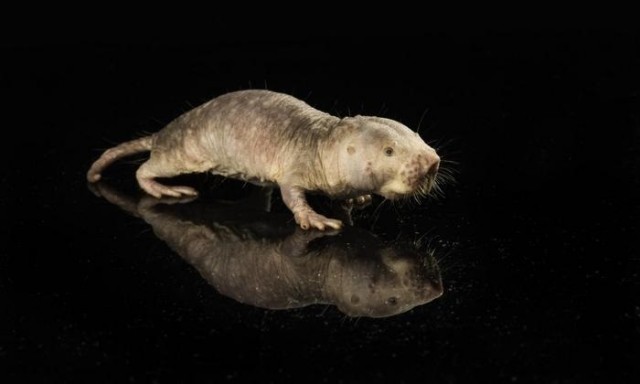 Investigadores logran que el gen de la longevidad de ratas topo desnudas prolongue la vida útil 