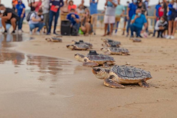 Devuelven al mar en Benicarló tres tortugas recuperadas en las instalaciones del Oceanogràfic