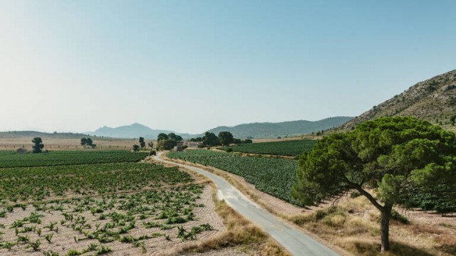 Los vinos Alicante DOP: más presencia y ventas con precios al alza en Madrid, Barcelona y Vizcaya  