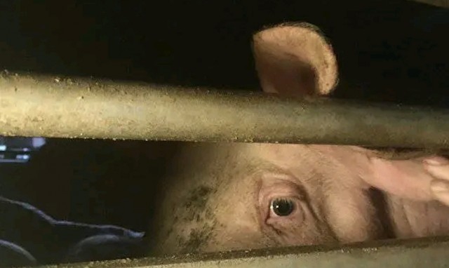 El derecho animal