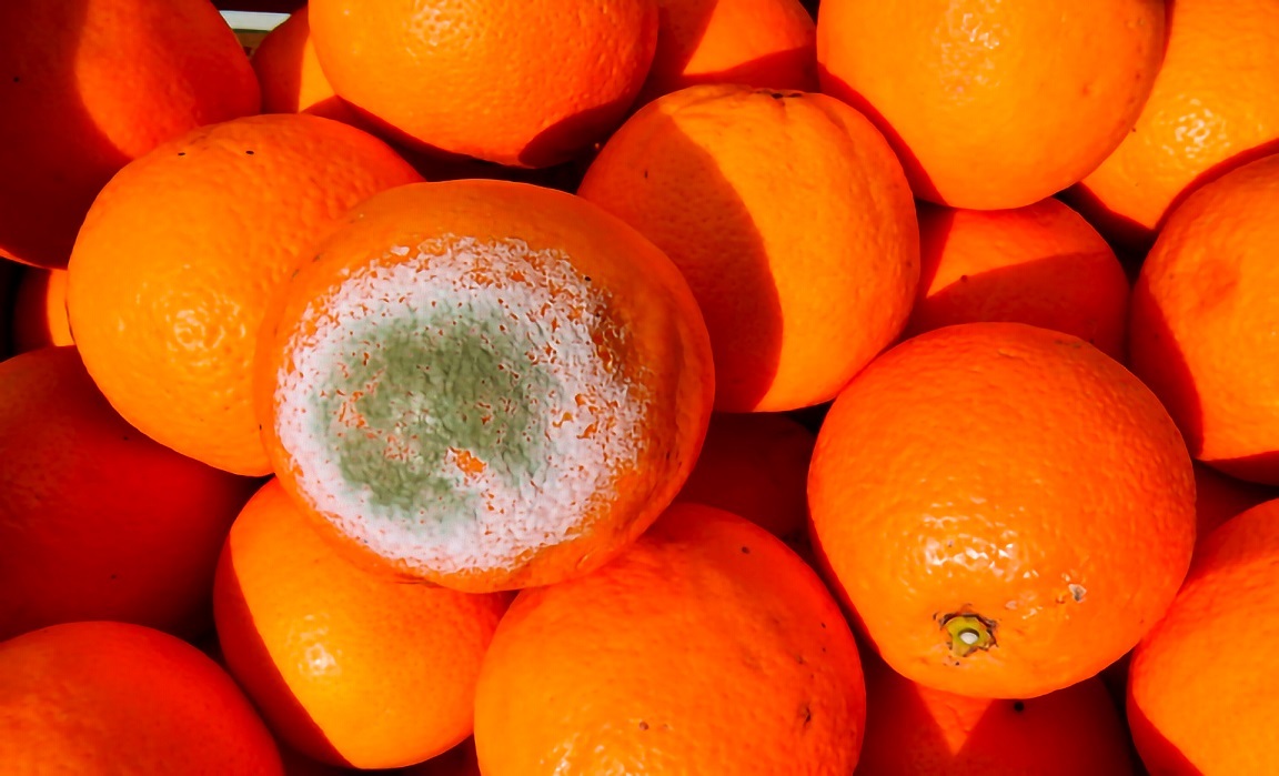 La solución para combatir el moho verde que ataca a los cítricos la puede tener una proteína