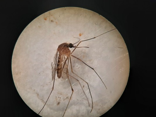 Puçol aplica tratamientos adicionales cada dos días para evitar nuevos focos del virus del Nilo