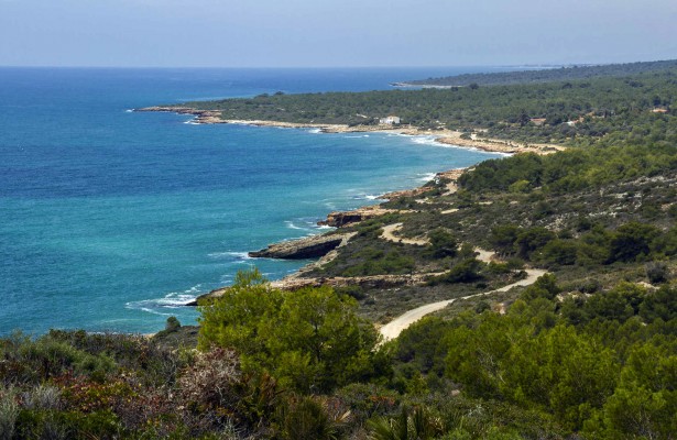 Senglars en la platja