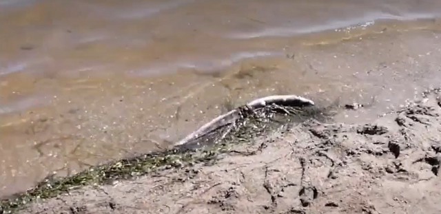 Saltan las alarmas tras la aparición de peces muertos en Los Nietos