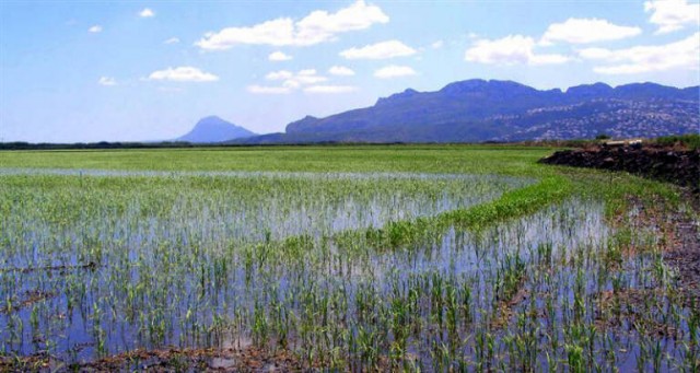 De ruta por el Marjal Pego-Oliva, el paisaje natural que une las comarcas de la Safor y de la Marina Alta
