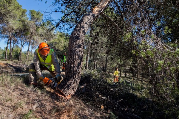 Los incendios forestales muestran clemencia con la Región: cae un 84,5% la superficie afectada en 2023