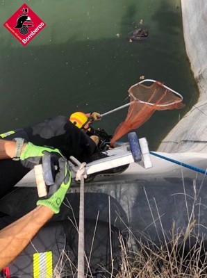Los bomberos rescatan a un búho real de una balsa en Torrevieja: el tercero este verano