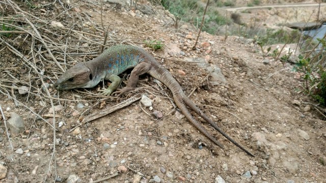 El lagarto bético, un tesoro único y exclusivo para la Isla de Escombreras