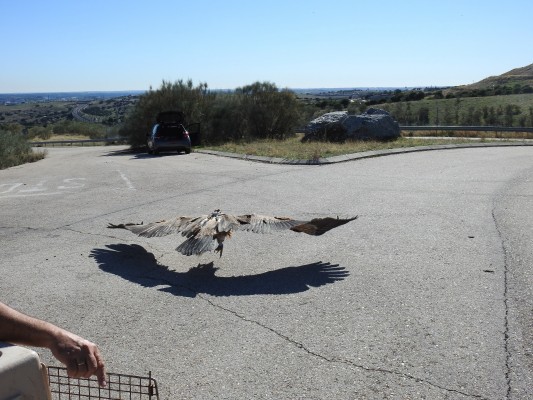 La Siesta Technologies, en la UMH, suma apps de seguimiento de aves de tamaño medio y urbanas