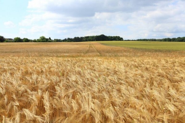 La campaña del cereal, 