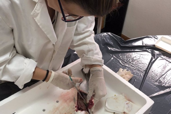 Hallan microplásticos utilizados en agricultura y embarcaciones en la costa del Mar Menor y sus doradas, según una tesis