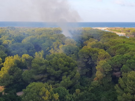 Los Bomberos alertan de la aparición reiterada de conatos de incendio en la Devesa y l'Albufera
