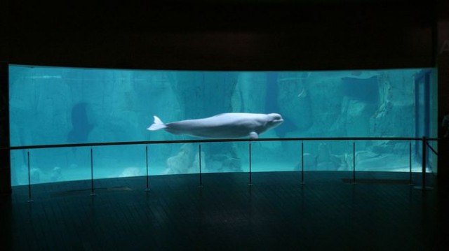 Una docena de 'instagramers' fotografian el Oceanogràfic dentro del movimiento #empty