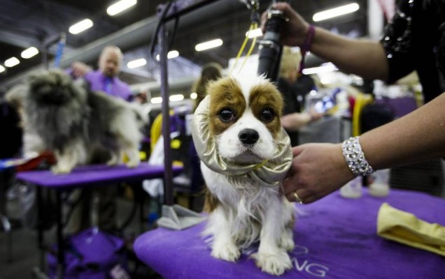 Un total de 174 perros de la Comunitat participan en la Exposición de Talavera