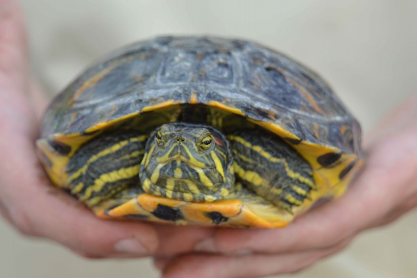 El Consorci del Millars interromp la campanya de seguiment de tortugues per l'estivació dels rèptils