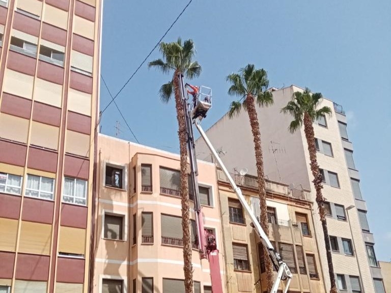 El Ayuntamiento de Castelló retira varias palmeras en la avenida Lidón por riesgo de caída 
