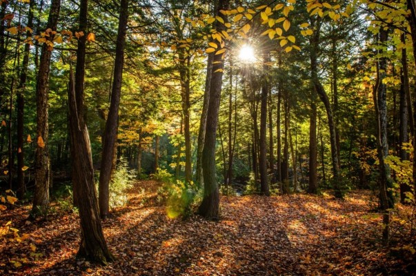 Fundación Artemisan pide el desarrollo de un nuevo Plan Forestal Nacional
