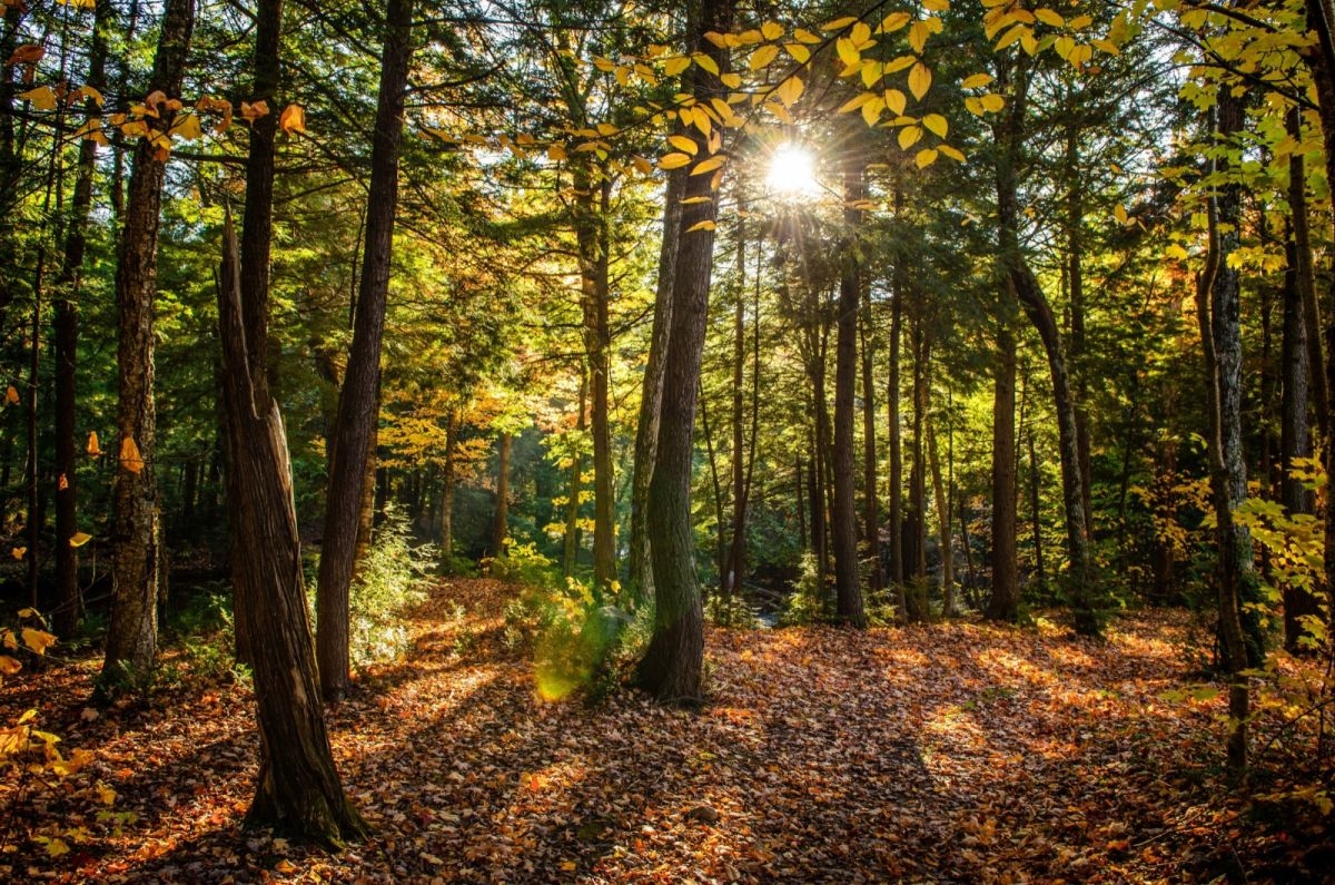Fundación Artemisan pide el desarrollo de un nuevo Plan Forestal Nacional
