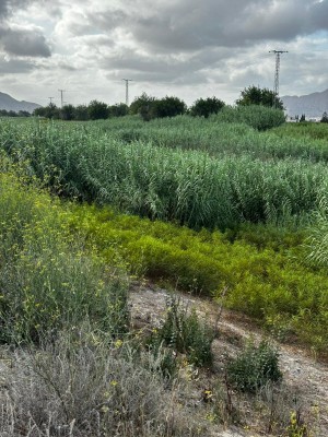 Orihuela solicita a la CHS la limpieza del cauce del río junto a las ramblas y barrancos 