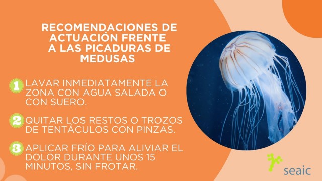 Esto es lo que tienes que hacer si te pica una medusa: alergólogos piden 
