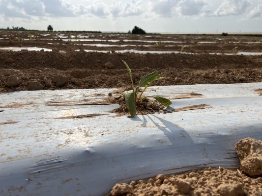 Así son los 'acolchados biodegradables' que permiten ahorrar un 25% de agua en el riego de la alcachofa 