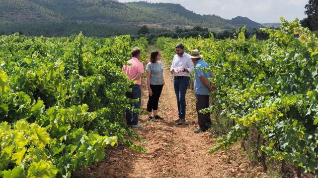 La Región cuenta con seis nuevas variedades de uva para vino mejor adaptadas al cambio climático