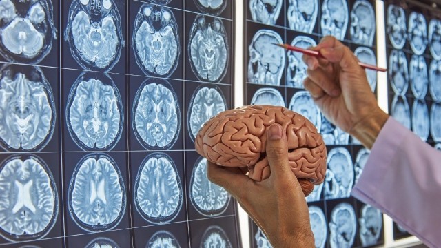 Un estudio de la conexión intestino-cerebro, base para terapias para afecciones gastrointestinales