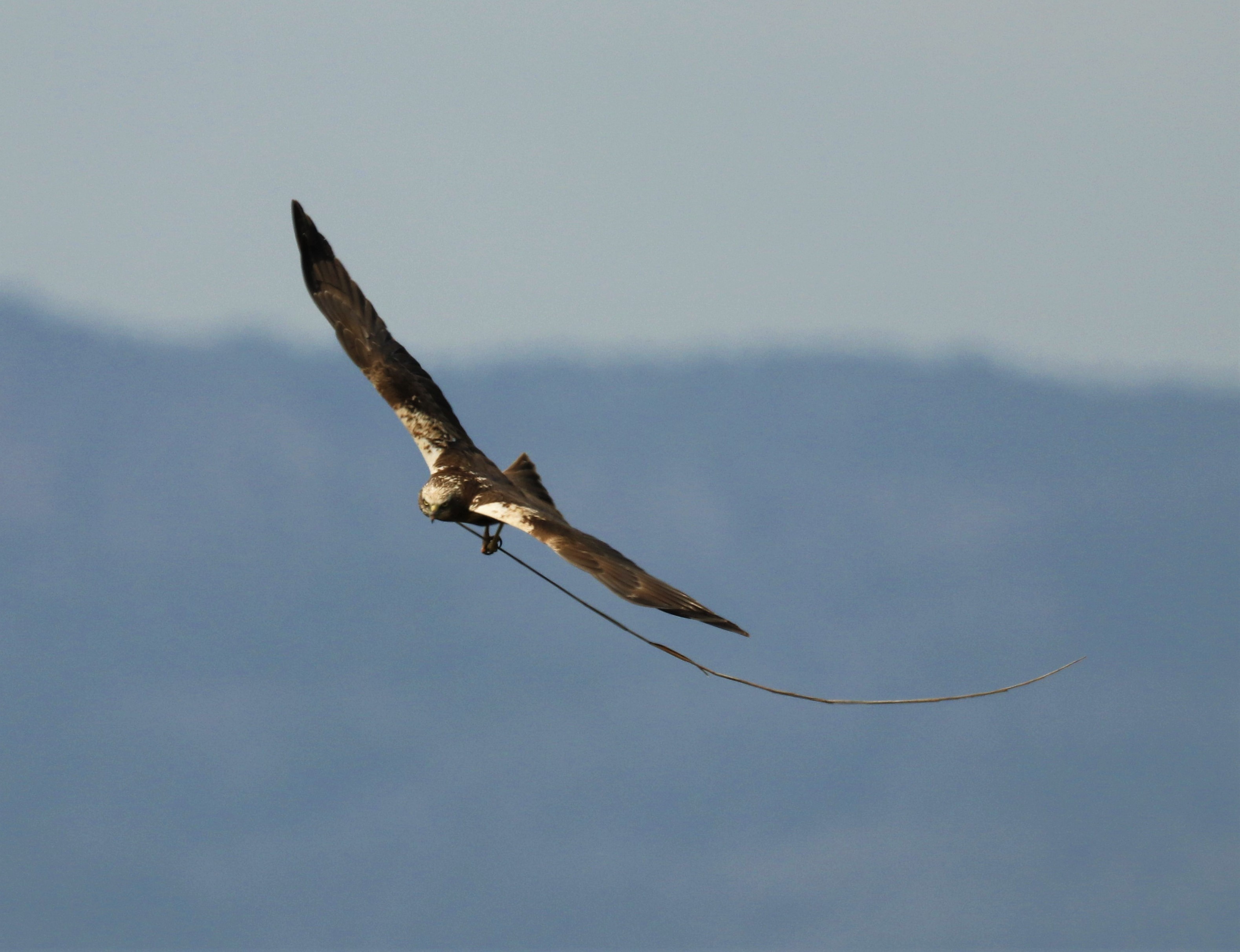 Constatan la nidificación de cuatro parejas de aguilucho lagunero entre el Millars y Sagunt